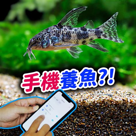 懶人養魚|其實養魚不用這麼累！科技型懶人魚缸！